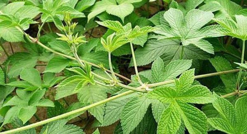 大量出售葎草，