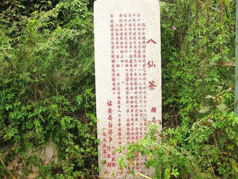 诏安乌龙八仙茶，高山茶叶茶香浓耐泡员工茶农场茶园