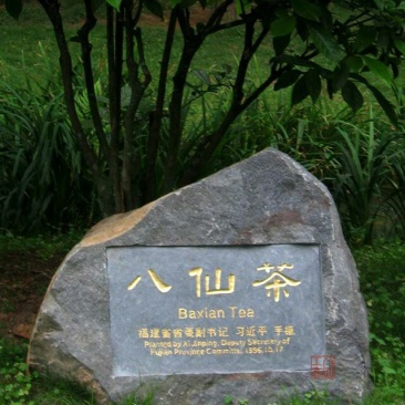 诏安乌龙八仙茶，高山茶叶茶香浓耐泡员工茶农场茶园
