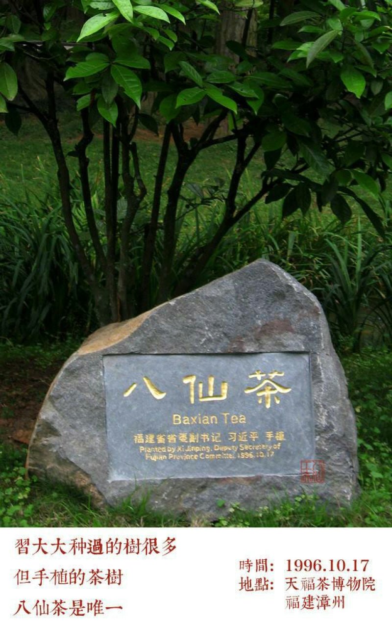 诏安乌龙八仙茶，高山茶叶茶香浓耐泡员工茶农场茶园