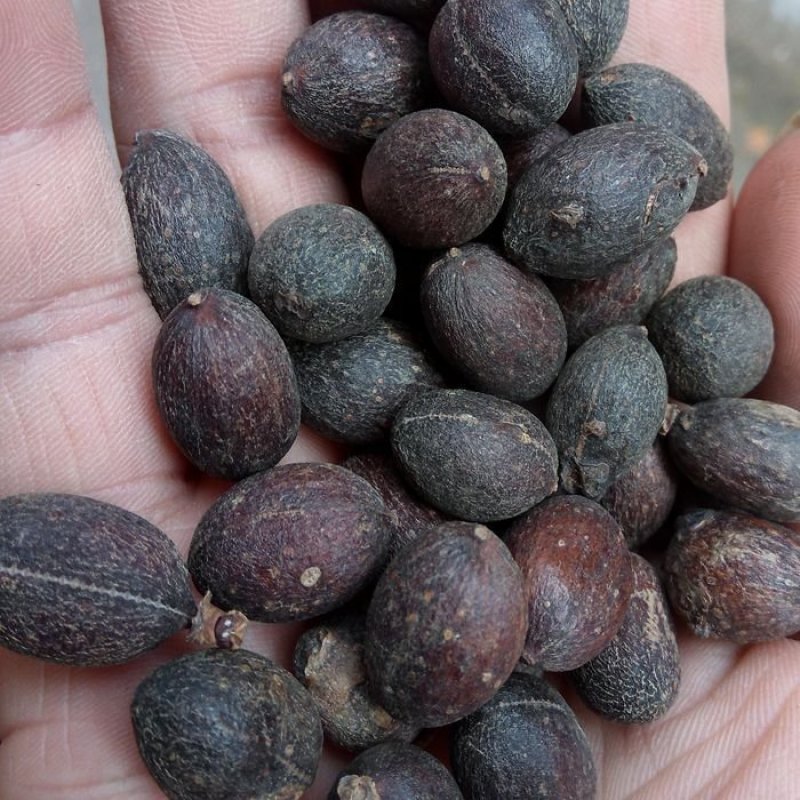 葵树籽，葵树子，蒲葵子产地直供量大优惠