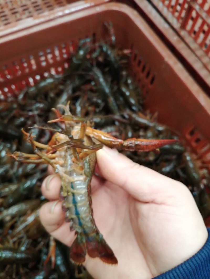 湖北清水小龙虾3-5钱红虾大量收购，直供虾馆，水产市场