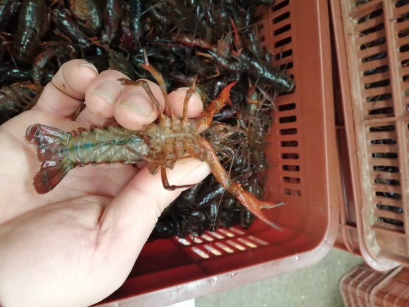 湖北清水小龙虾3-5钱红虾大量收购，直供虾馆，水产市场