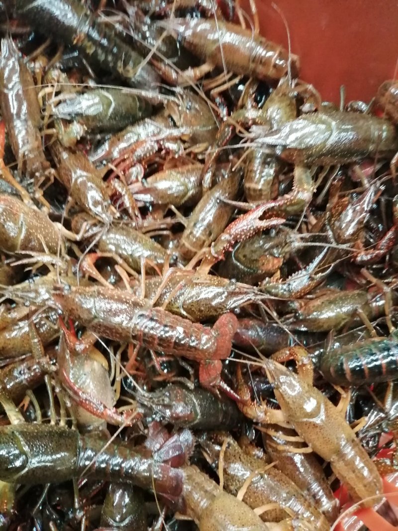 湖北清水小龙虾3-5钱红虾大量收购，直供虾馆，水产市场