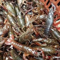 湖北清水小龙虾3-5钱红虾大量收购，直供虾馆，水产市场