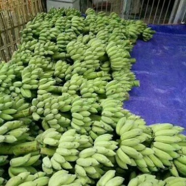 越南西贡蕉
