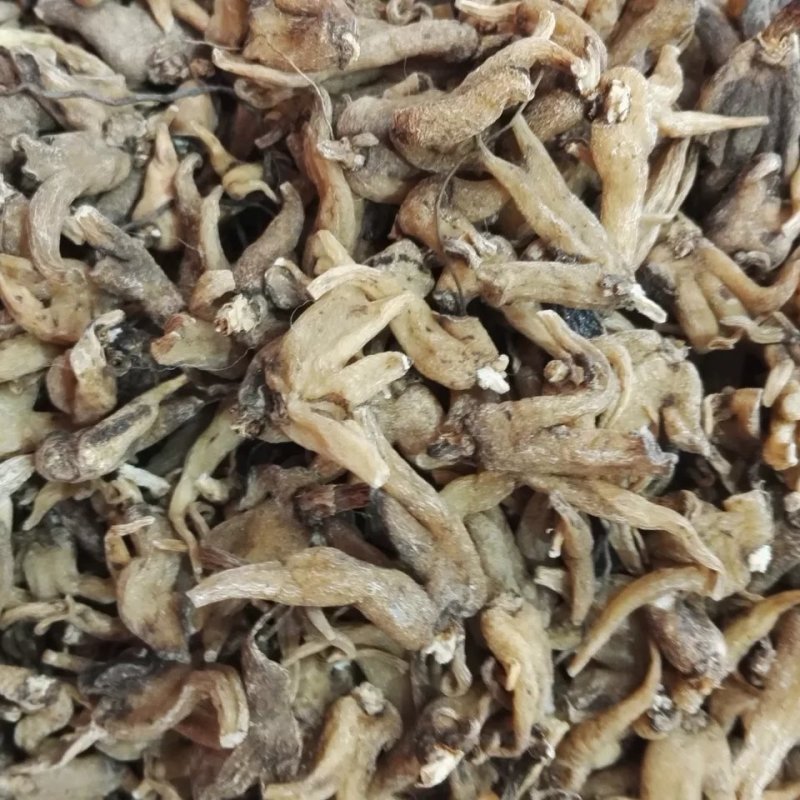 手掌参，手参，佛手参，掌参，手儿参，旺拉，阴阳草