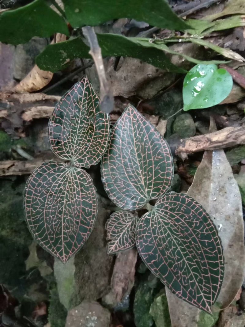 广西来宾金秀大瑶山野生金线莲