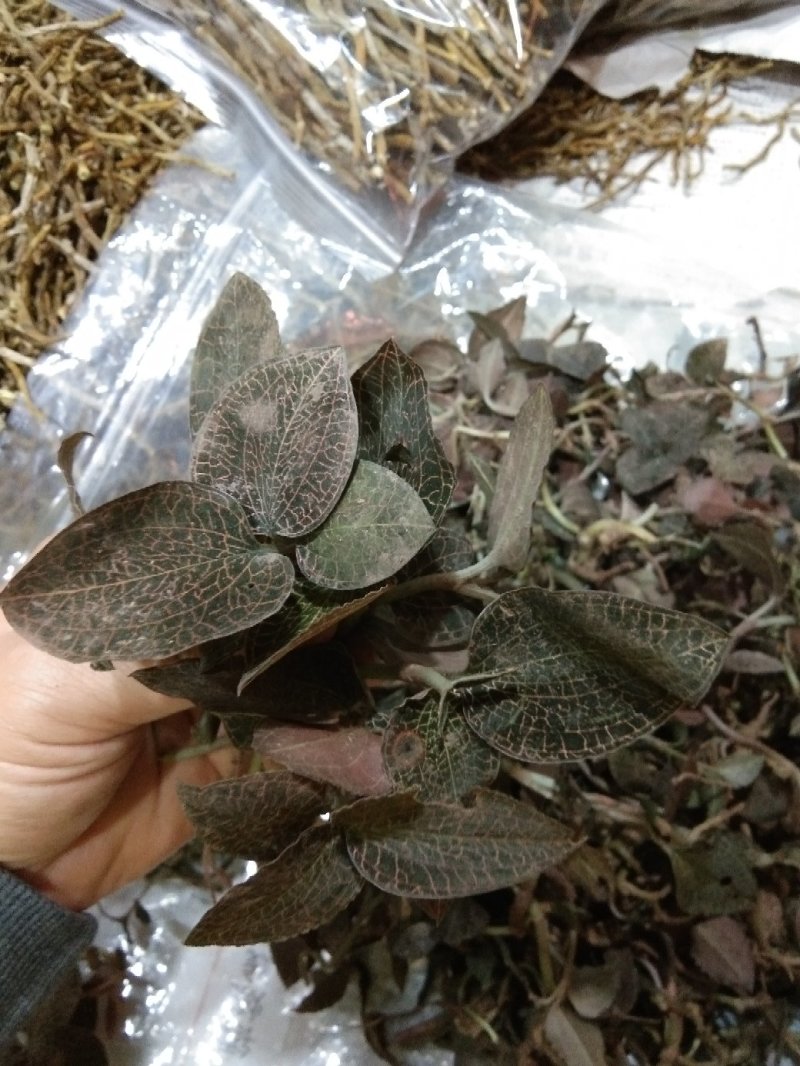广西来宾金秀大瑶山野生金线莲