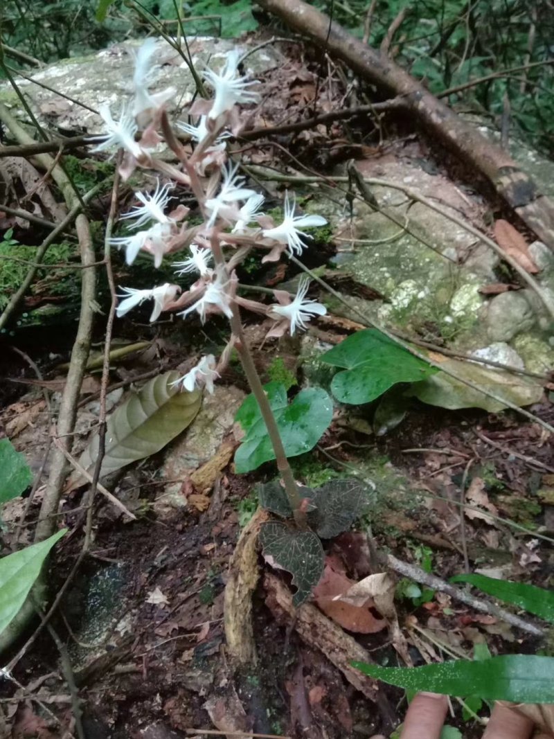广西来宾金秀大瑶山野生金线莲
