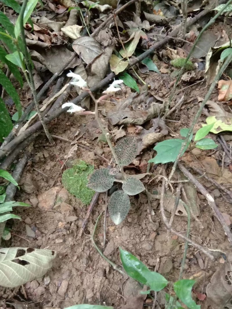 广西来宾金秀大瑶山野生金线莲