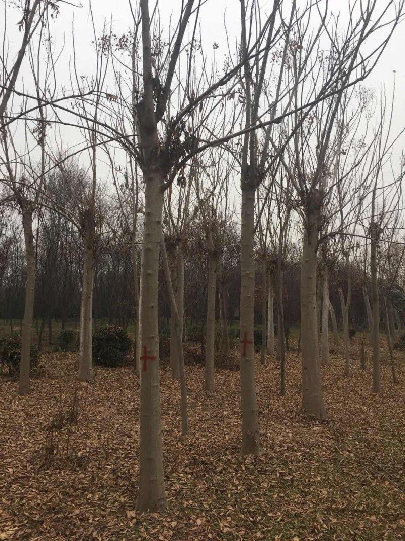 栾树