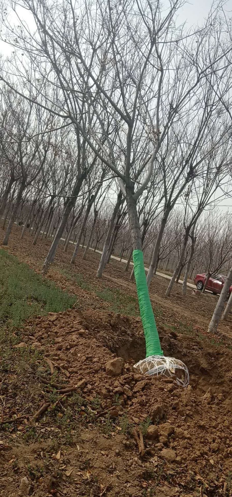 栾树