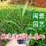 紫花芦莉翠芦莉高25到50厘米福建漳州苗木基地