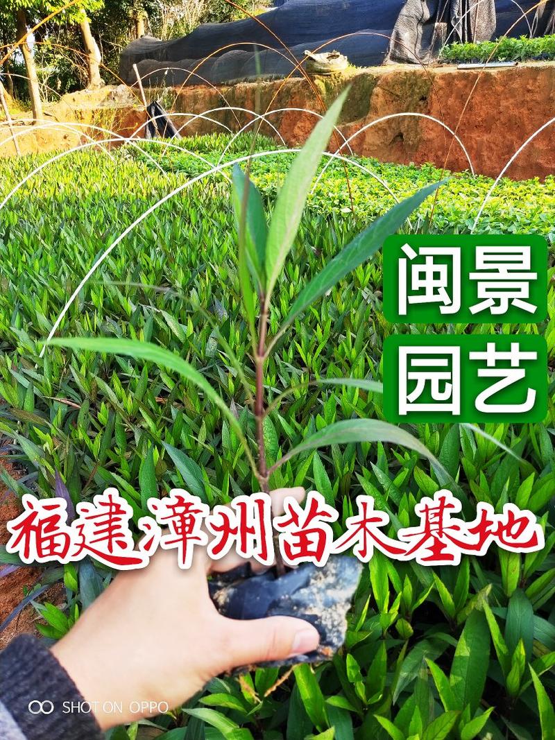 紫花芦莉翠芦莉高25到50厘米福建漳州苗木基地