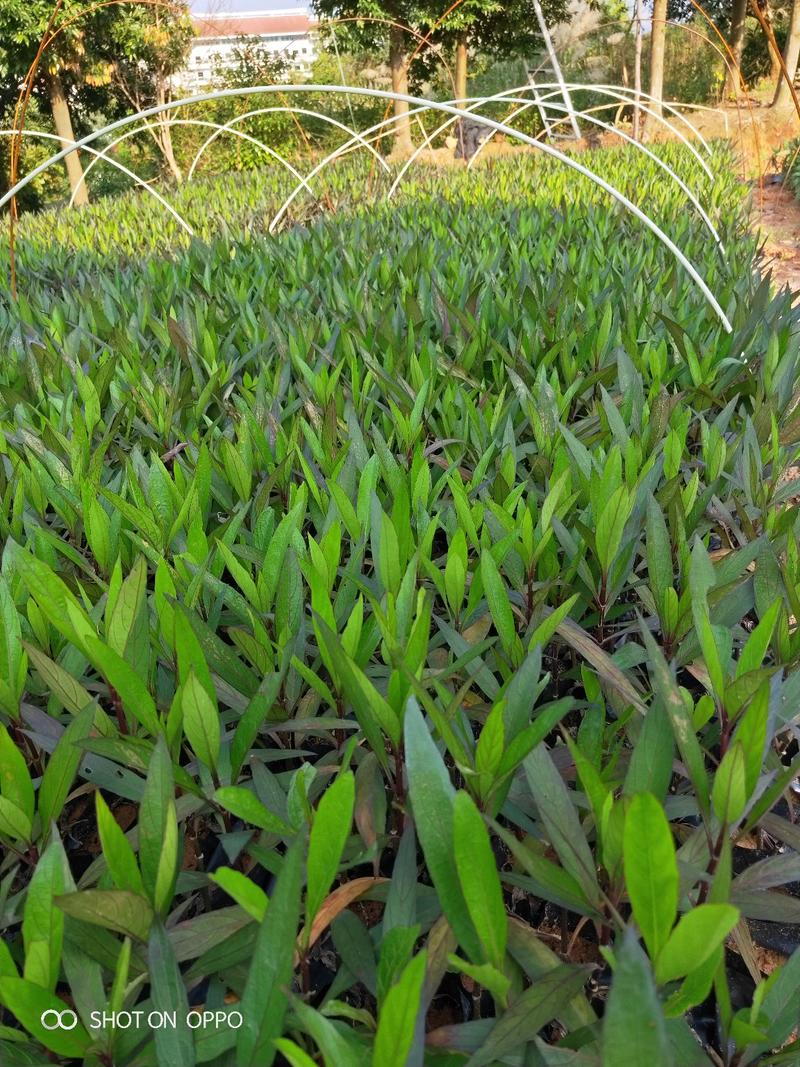 紫花芦莉翠芦莉高25到50厘米福建漳州苗木基地