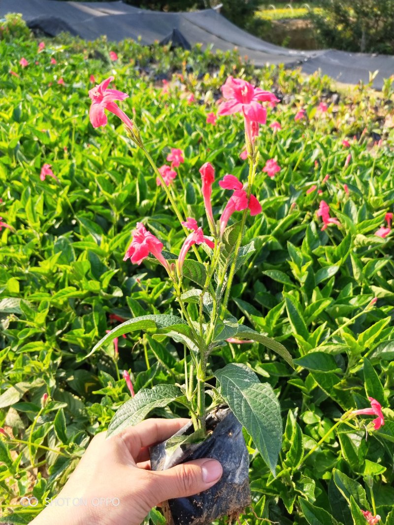 大花芦莉高度20到30厘米福建漳州基地