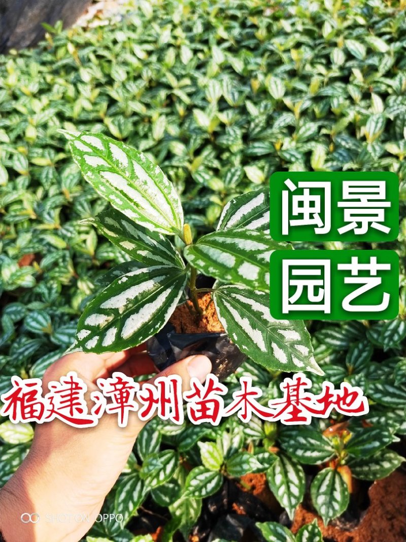 冷水花高20到30福建漳州闽景园艺场