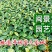 冷水花高20到30福建漳州闽景园艺场