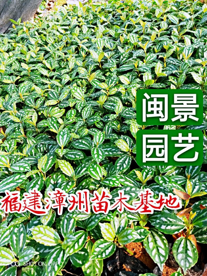 冷水花高20到30福建漳州闽景园艺场
