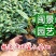 冷水花高20到30福建漳州闽景园艺场