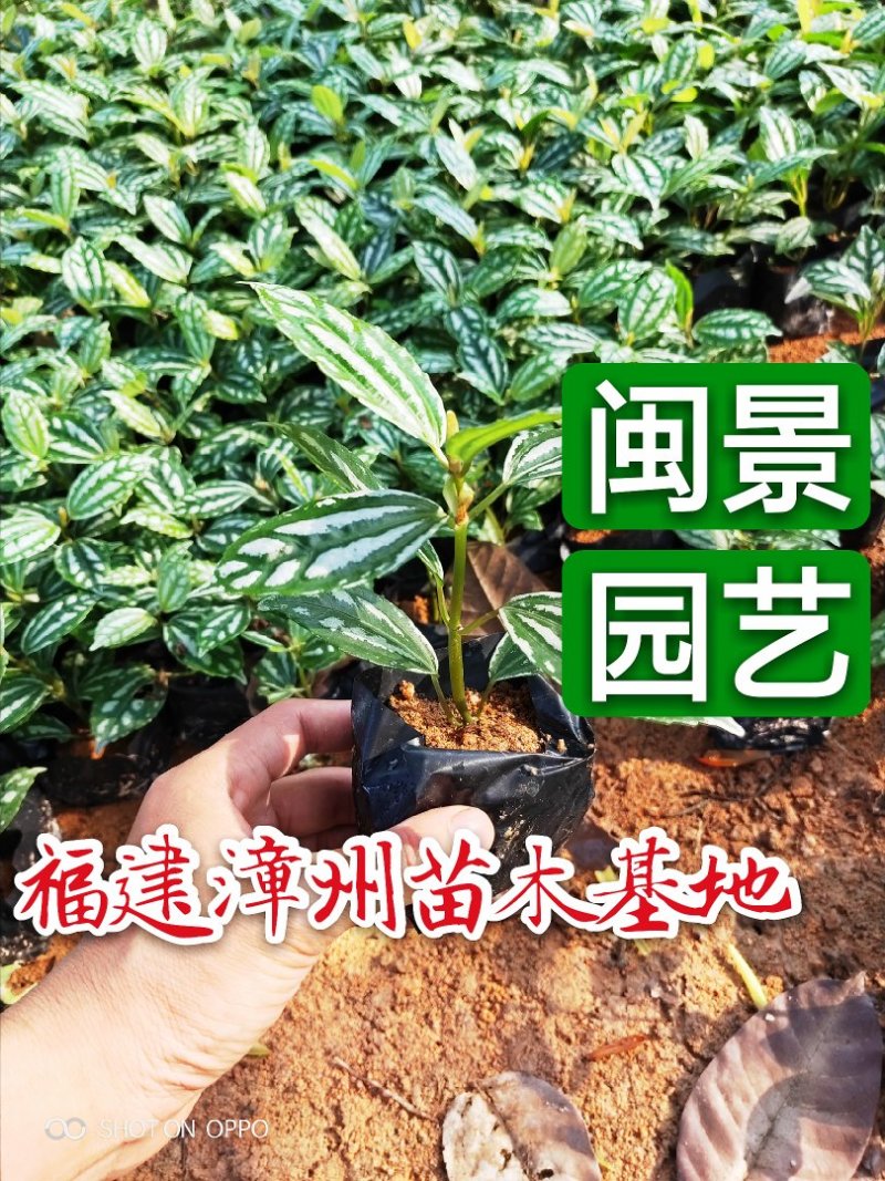 冷水花高20到30福建漳州闽景园艺场