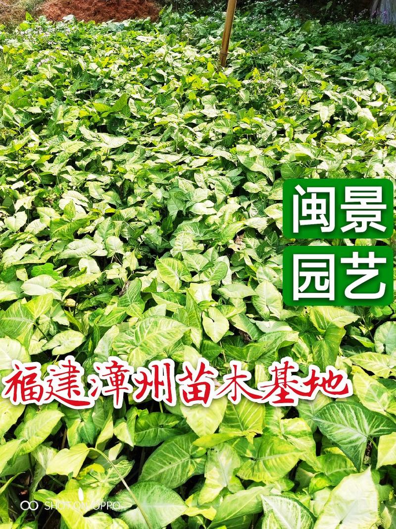合果芋高25–30福建漳州闽景园艺场