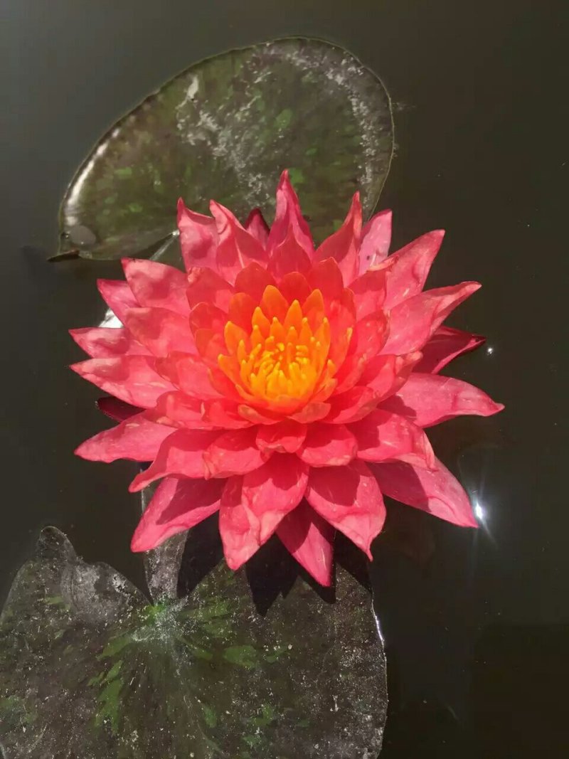 绿景水生睡莲苗当年开花基地直销无中间商传授经验