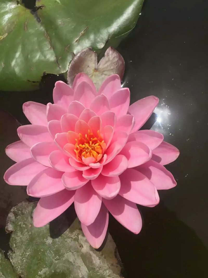 绿景水生睡莲苗当年开花基地直销无中间商传授经验
