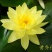 绿景水生睡莲苗当年开花基地直销无中间商传授经验