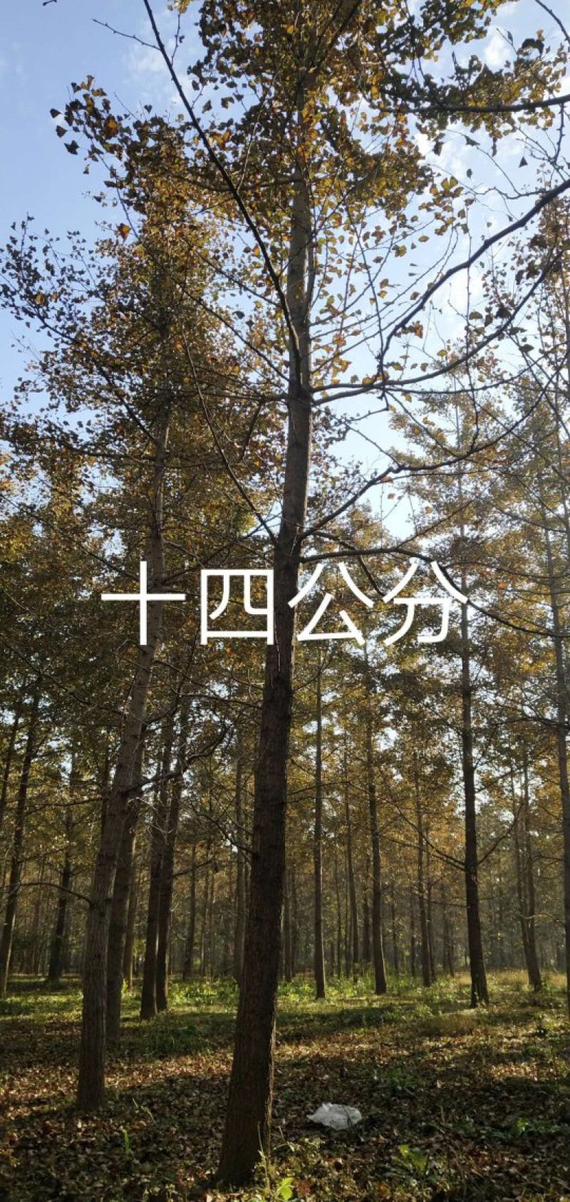 银杏树，绿化专用造型银杏树，价格低。1-15公分大银杏树