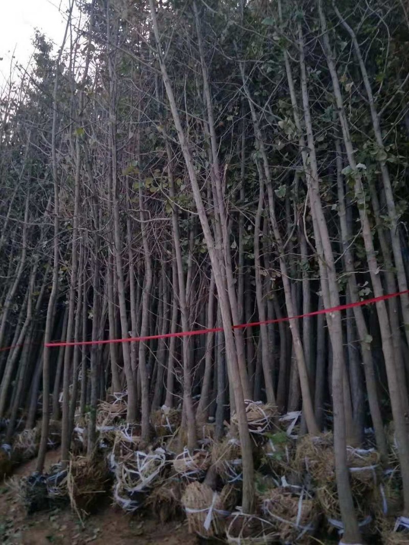 银杏树，绿化专用造型银杏树，价格低。1-15公分大银杏树
