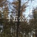 银杏树，绿化专用造型银杏树，价格低。1-15公分大银杏树