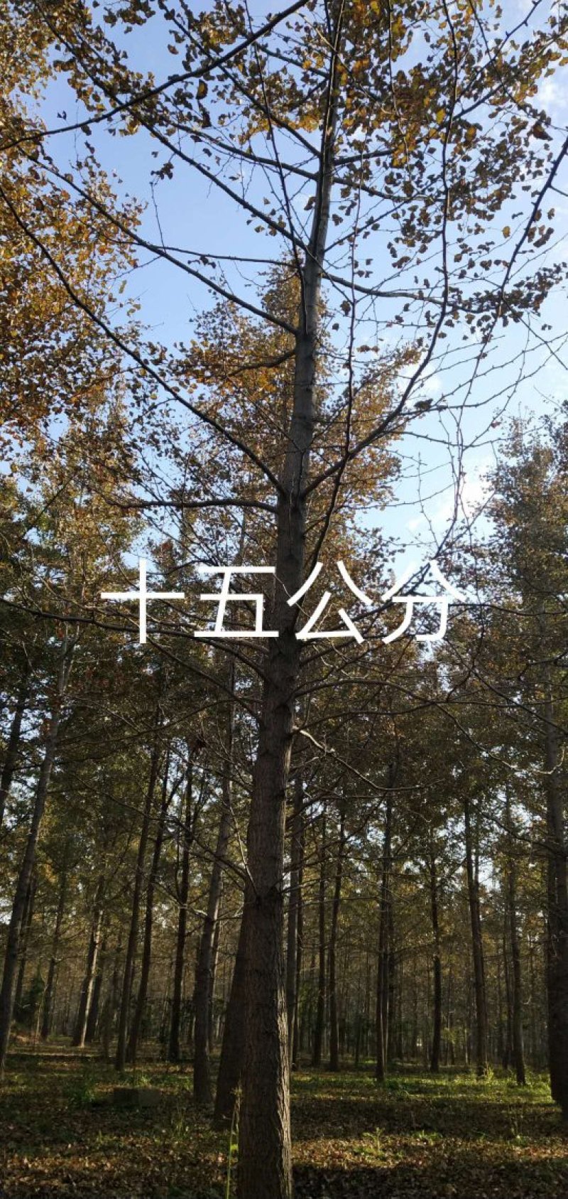银杏树，绿化专用造型银杏树，价格低。1-15公分大银杏树