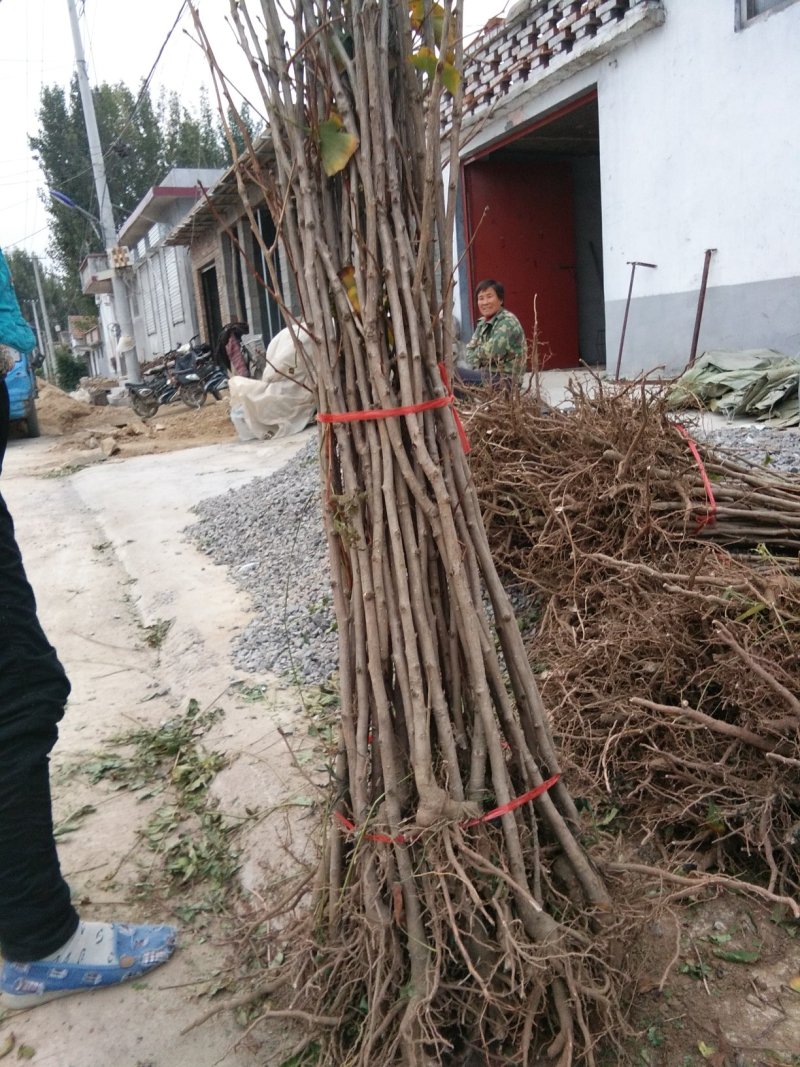 银杏树，绿化专用造型银杏树，价格低。1-15公分大银杏树