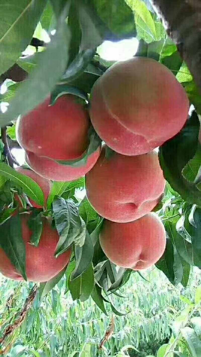 优质燕红桃