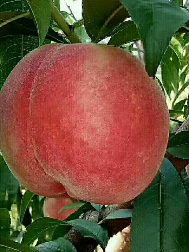 优质燕红桃
