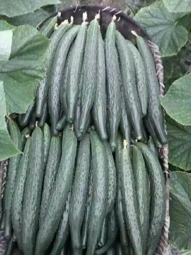 黄瓜