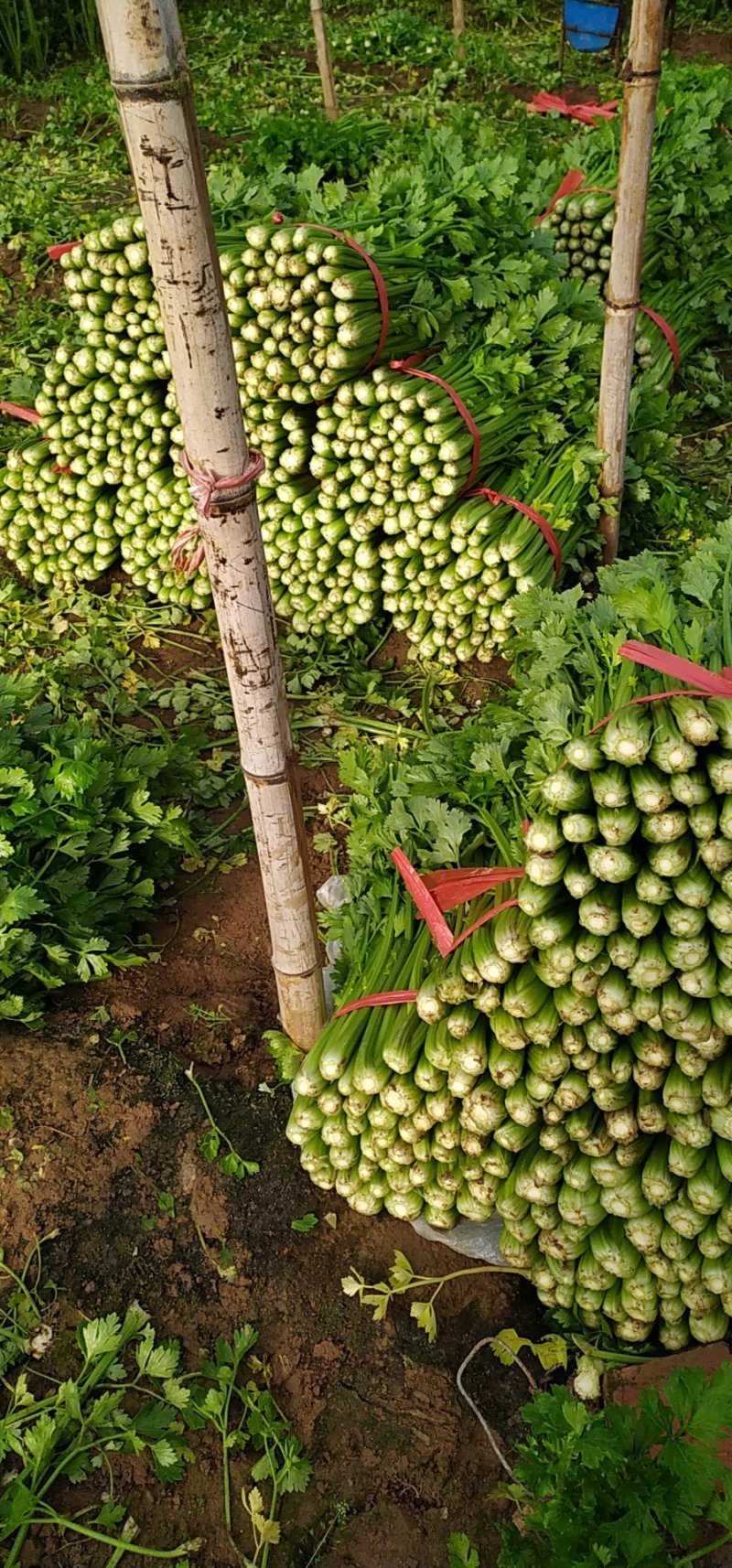 法国皇后芹菜