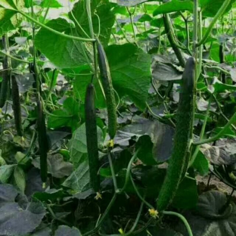 亮条黄瓜量大质量好有要的抓紧联系保证质量