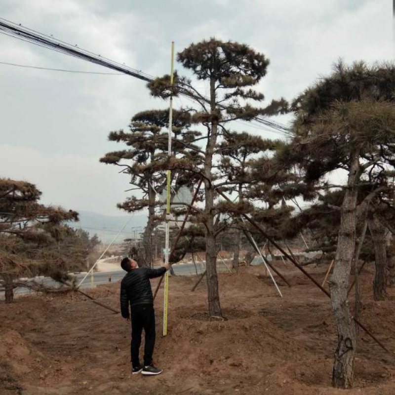 造型油松