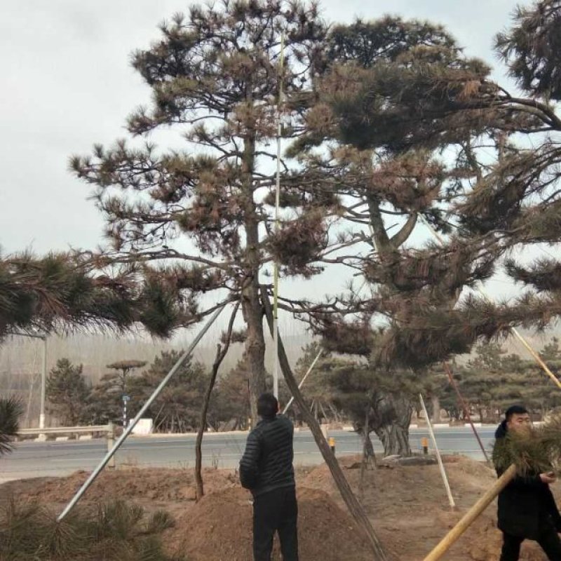 造型油松
