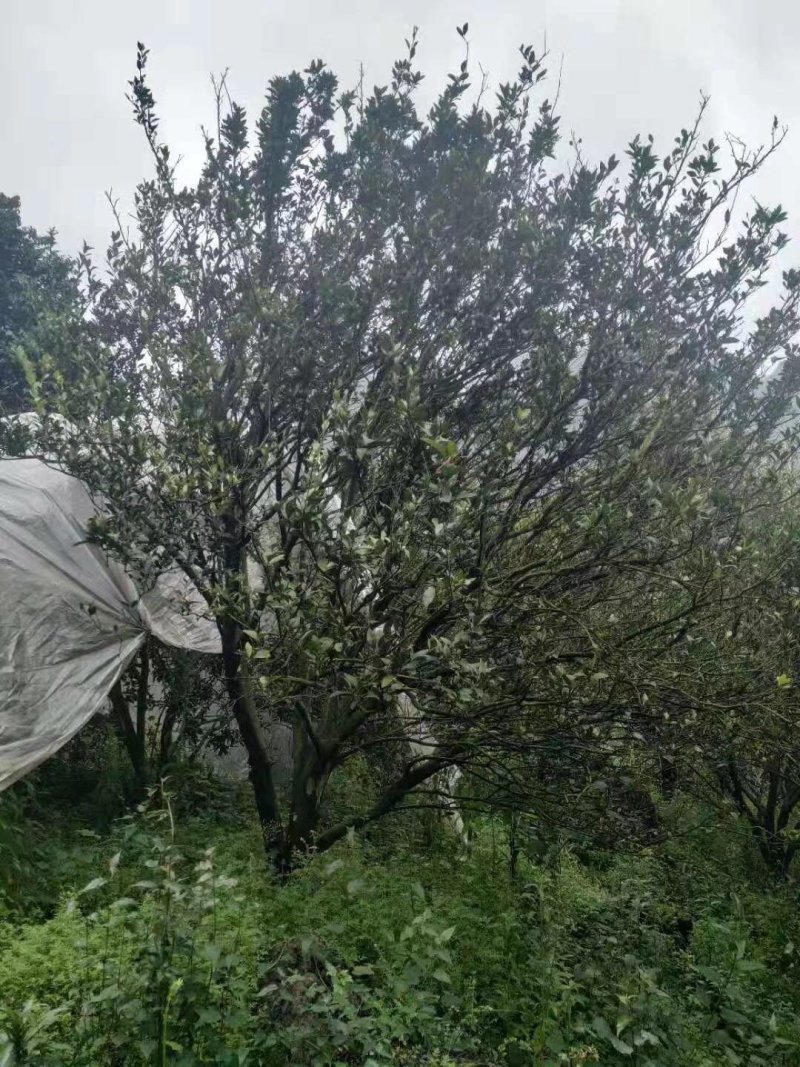 橘子树桔子树主营:柚子树.金桔树.蜜橘树.桂花树