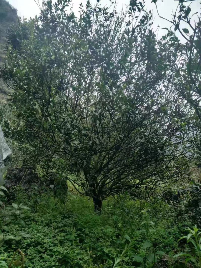 橘子树桔子树主营:柚子树.金桔树.蜜橘树.桂花树
