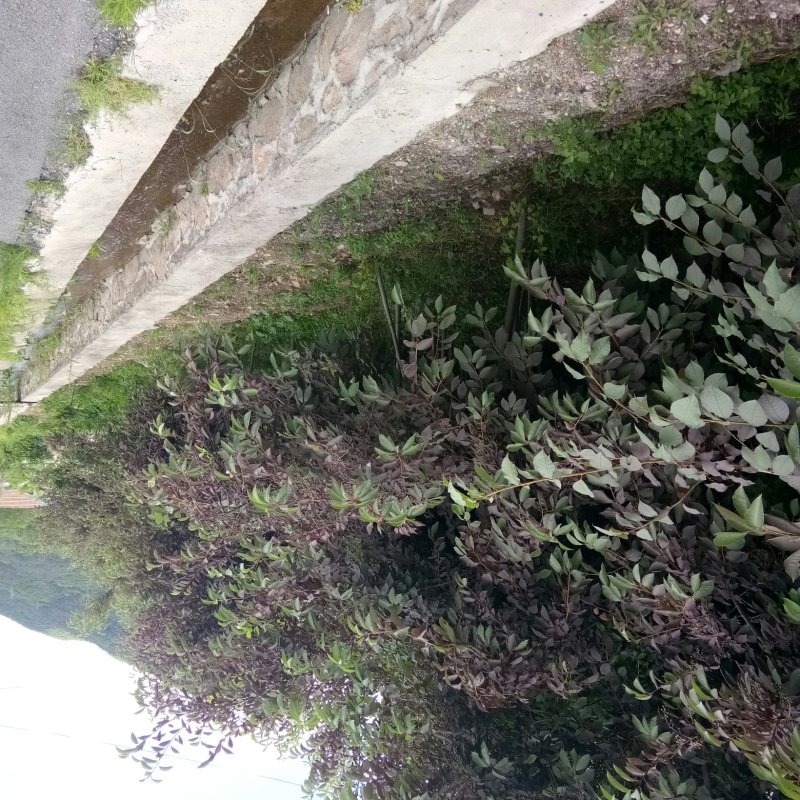 紫叶稠李胸经1-8公分