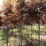 紫叶稠李胸经1-8公分