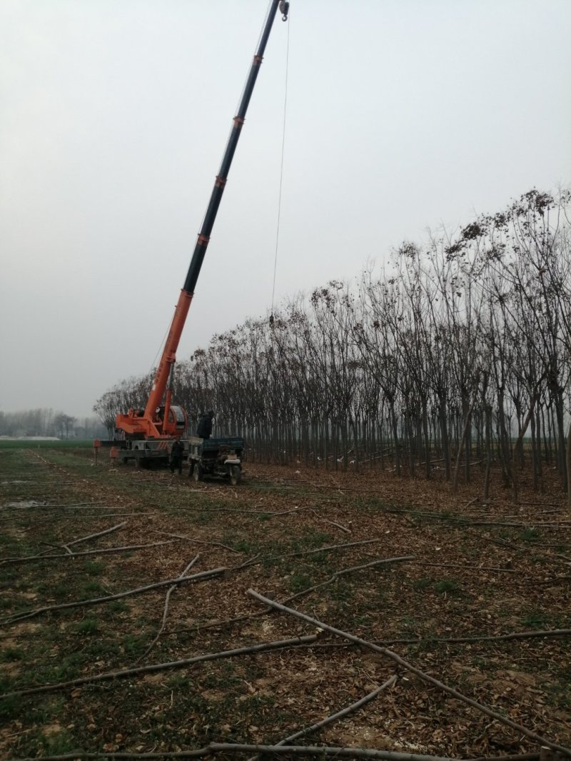河南商丘市四季秀种养殖合作社出售栾树