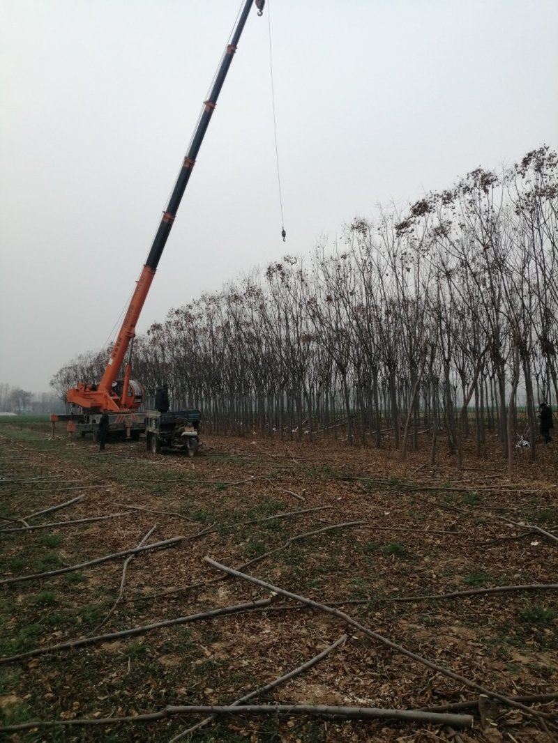 河南商丘市四季秀种养殖合作社出售栾树