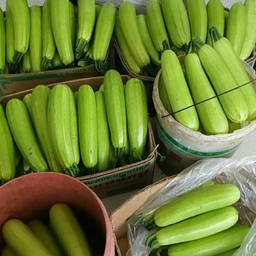 精品西葫芦大量上市需要联系