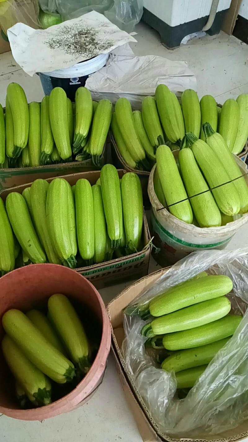 精品西葫芦大量上市需要联系